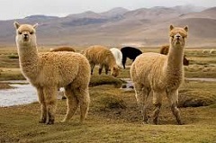 Alpacas in Peru klein